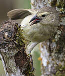 Géospize pique-bois