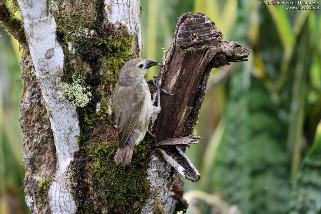 Woodpecker Finch