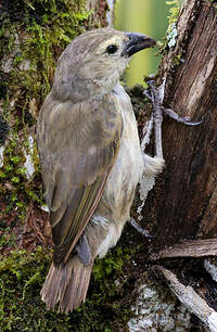 Géospize pique-bois
