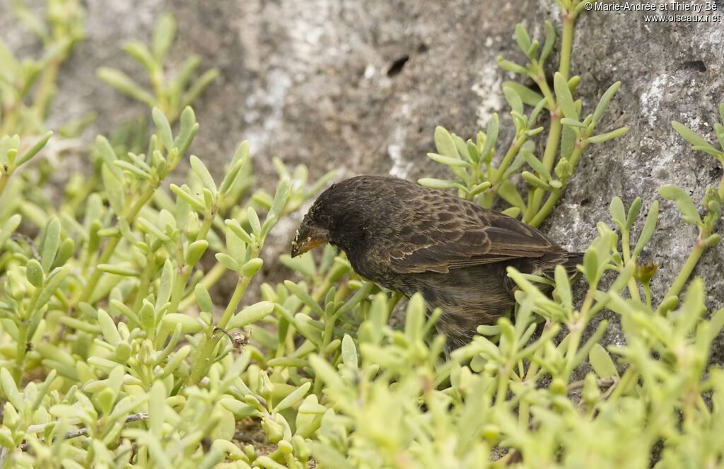 Genovesa Cactus Finch female