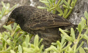 Genovesa Cactus Finch