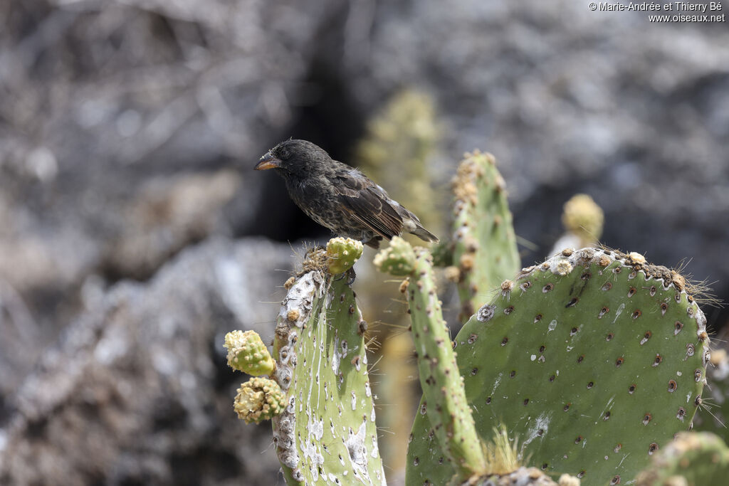 Genovesa Cactus Finch male