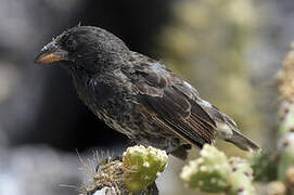 Genovesa Cactus Finch