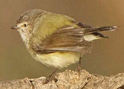 Weebill