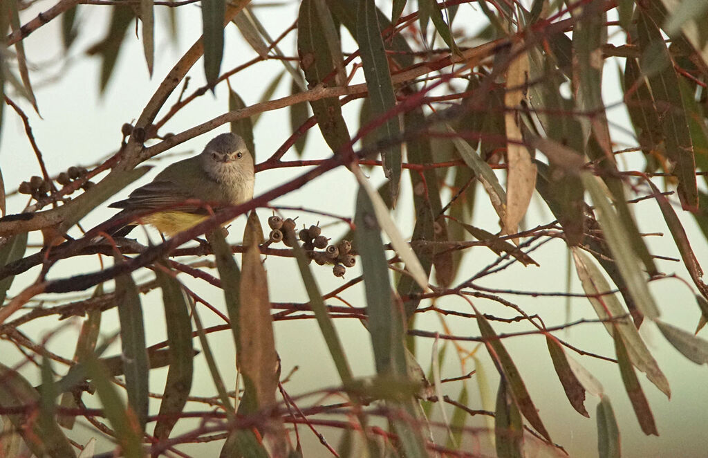 Weebill