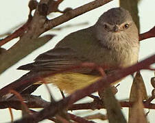 Weebill