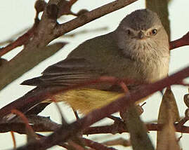 Gérygone à bec court
