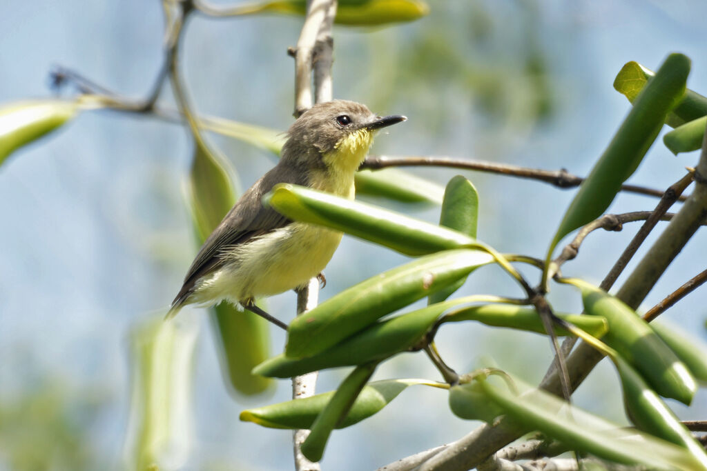 Golden-bellied Gerygone, identification