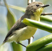 Golden-bellied Gerygone