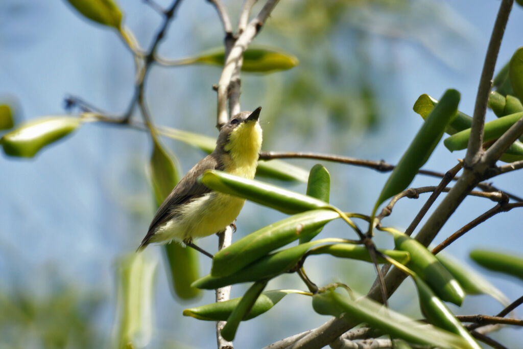 Golden-bellied Gerygoneadult