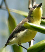 Golden-bellied Gerygone