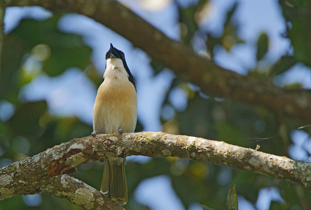 Black-fronted Bushshrike