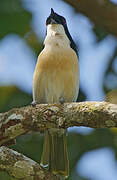 Black-fronted Bushshrike