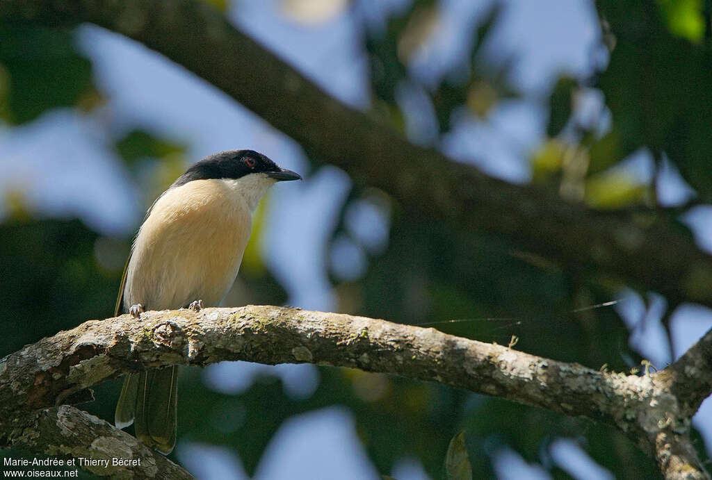 Black-fronted Bushshrikeadult, pigmentation