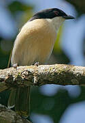 Black-fronted Bushshrike