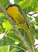 Black-fronted Bushshrike