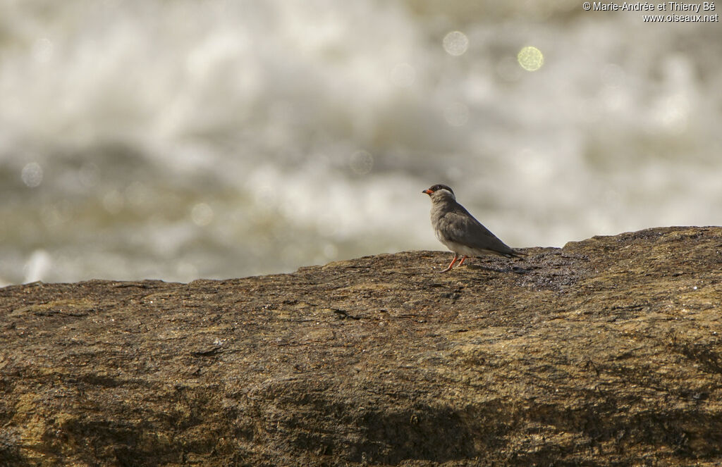 Rock Pratincole