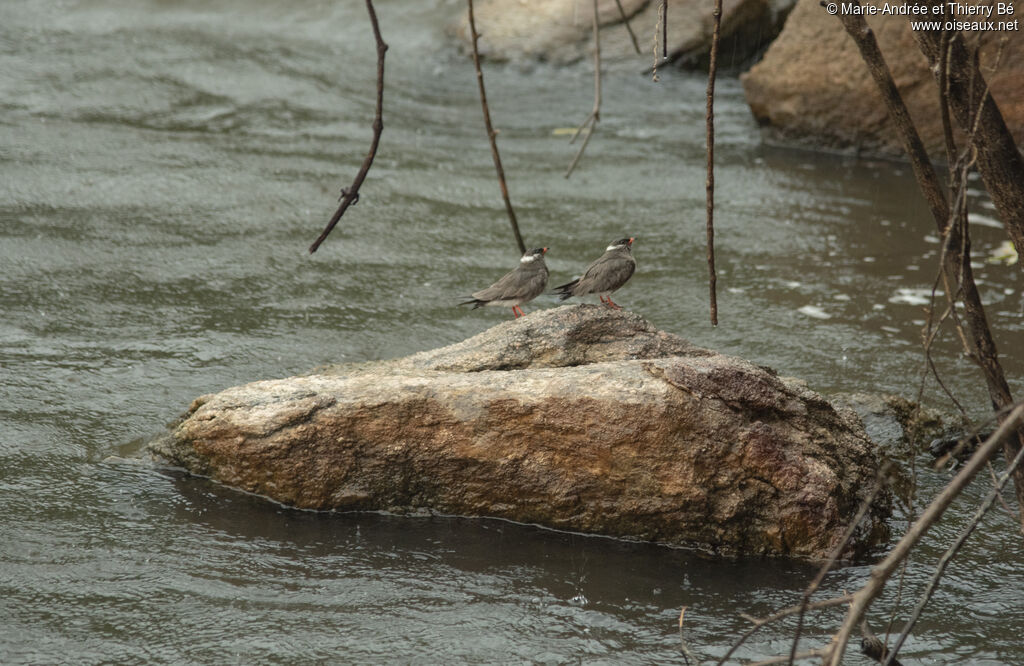 Rock Pratincole