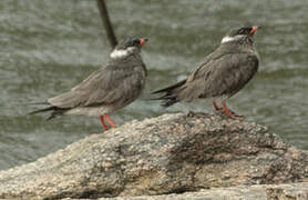 Rock Pratincole