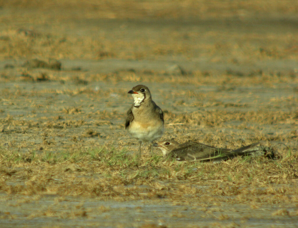 Oriental Pratincole