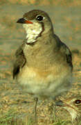 Oriental Pratincole