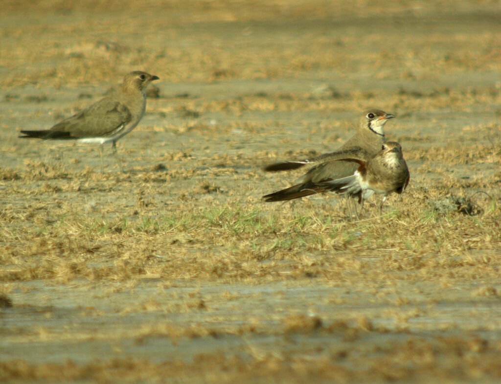 Oriental Pratincole