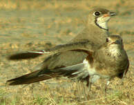 Glaréole orientale