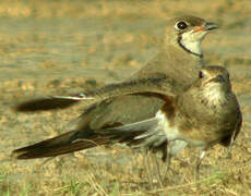 Oriental Pratincole