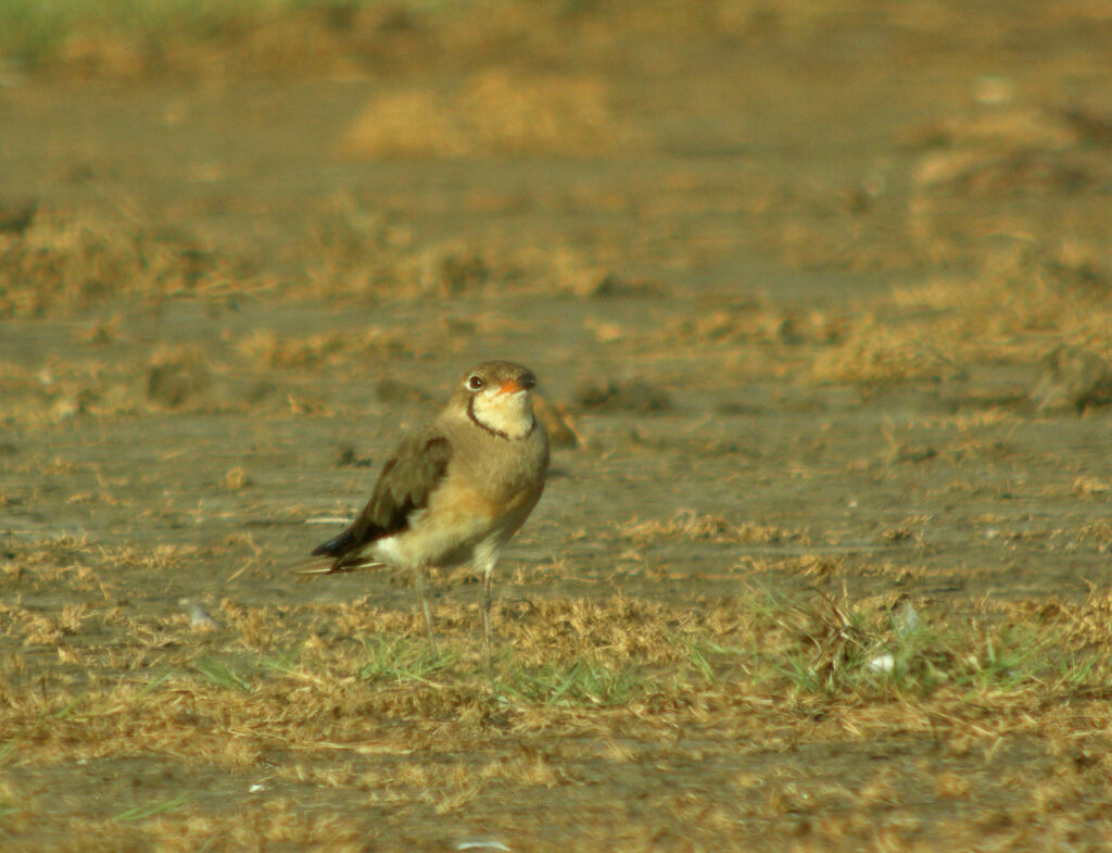 Oriental Pratincole