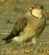 Oriental Pratincole