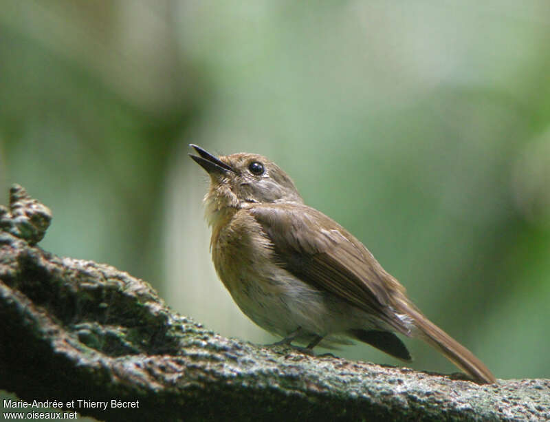 Blue-throated Blue Flycatcher female adult, identification