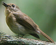 Blue-throated Blue Flycatcher