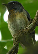 Blue-throated Blue Flycatcher