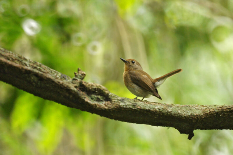 Blue-throated Blue Flycatcher