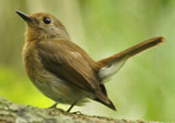 Blue-throated Blue Flycatcher