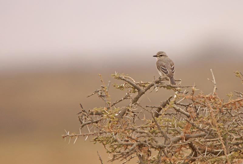 African Grey Flycatcher