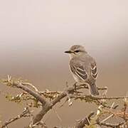 African Grey Flycatcher