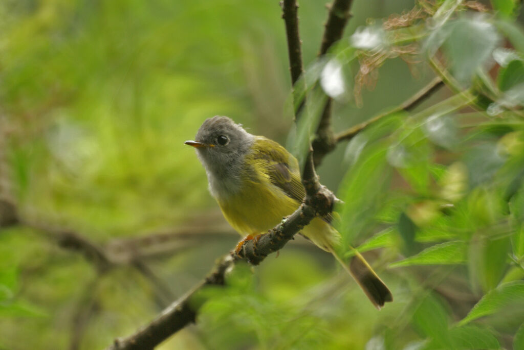 Grey-headed Canary-flycatcher