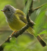 Grey-headed Canary-flycatcher