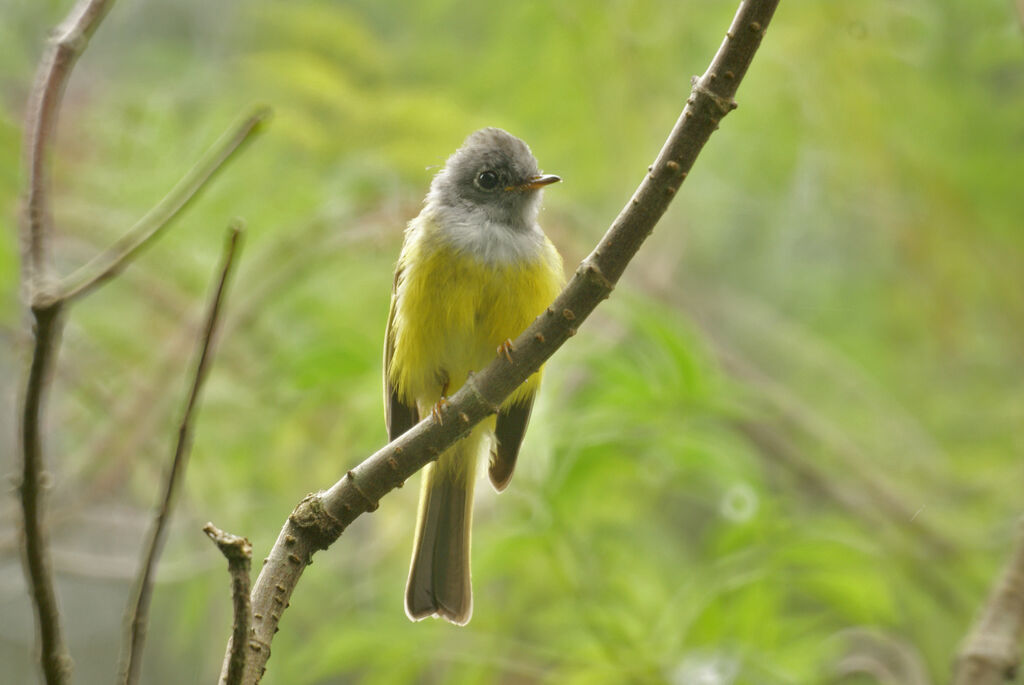 Grey-headed Canary-flycatcher