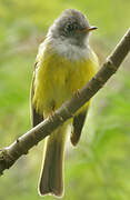 Grey-headed Canary-flycatcher