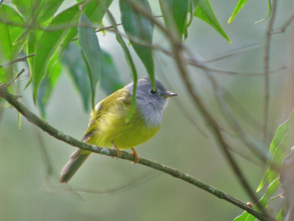 Grey-headed Canary-flycatcher