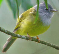 Grey-headed Canary-flycatcher