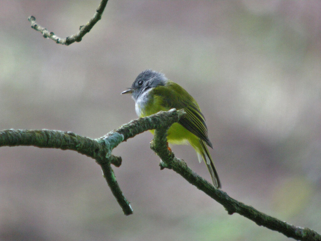 Grey-headed Canary-flycatcher