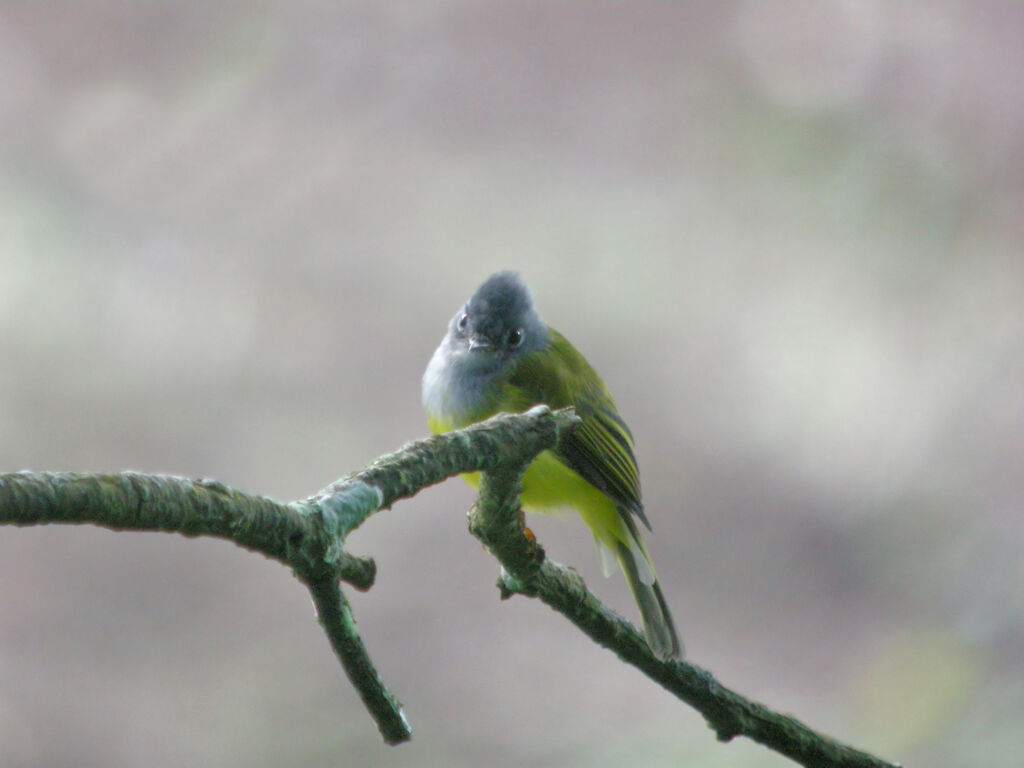 Gobemouche à tête grise