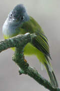 Grey-headed Canary-flycatcher