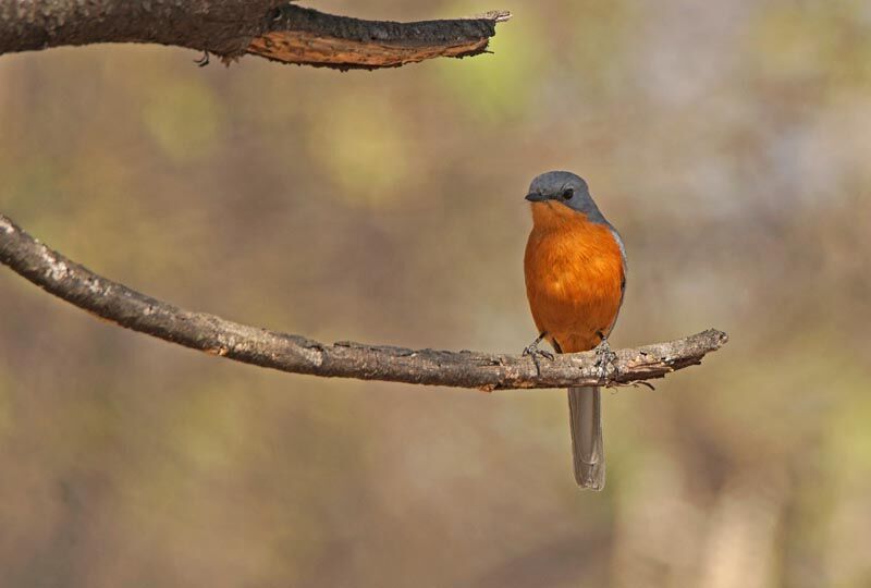 Gobemouche argenté