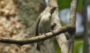 Asian Brown Flycatcher