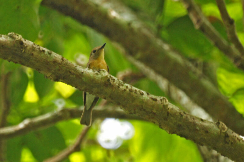 Indochinese Blue Flycatcher female