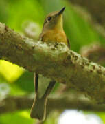 Indochinese Blue Flycatcher